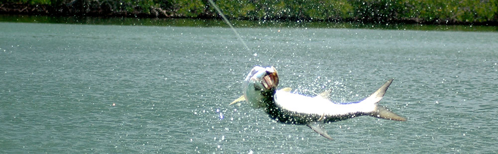 Tarpon fishing in Belize